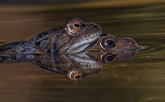 4-eyes frog reflections