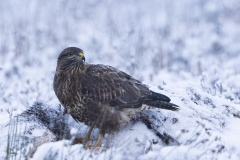 Buzzard in snow