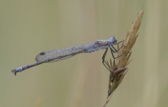 Emerald Damselfly resting on grass seedhead