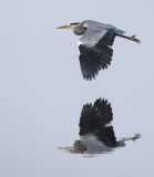 Heron in flight across water