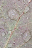 Leaf Closeup