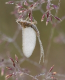 Mayfly amongst grasses