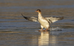 Red Breasted Merganser landing