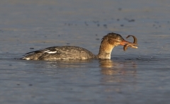 Red Breasted Merganser with Butterfish