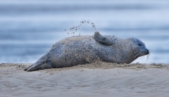 Seal sand flinging