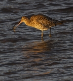 Sunset Curlew eating crab leg