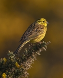 Yellowhammer in morning sun